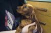 Puppies for sale Sweden, Stockholm Irish Setter