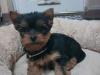 Puppies for sale Finland, Helsinki Yorkshire Terrier