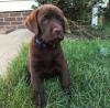 Puppies for sale Belgium, Gant Labrador