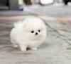 Puppies for sale Cyprus, Protaras Pomeranian Spitz