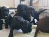 Puppies for sale Sweden, Stockholm Other breed, Portuguese Water Dog