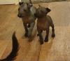 Puppies for sale Germany, Bremen , Mexican Hairless Dogs