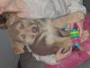 Puppies for sale Netherlands, Petten German Shepherd Dog