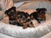 Puppies for sale France, Paris Yorkshire Terrier