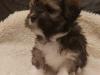 Puppies for sale Germany, Mainz Lhasa Apso