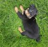 Puppies for sale Netherlands, Geldrop Rottweiler