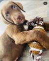 Puppies for sale Lithuania, Ionava Labrador