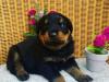 Puppies for sale Belgium, Brussels Rottweiler