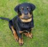 Puppies for sale Denmark, Aarhus Rottweiler