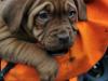 Puppies for sale Cyprus, Paphos Other breed, Dogue De Bordeaux