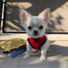 Puppies for sale Netherlands, Dordrecht Chihuahua