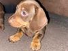 Puppies for sale Poland, Warsaw Dachshund