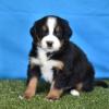 Puppies for sale Italy, Brescia Bernese Mountain Dog