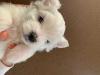 Puppies for sale Cyprus, Nicosia Maltese