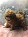 Puppies for sale Netherlands, Eindhoven Toy-poodle
