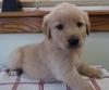 Puppies for sale Canada, Manitoba Golden Retriever