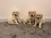 Puppies for sale Cyprus, Paphos Golden Retriever