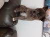 Puppies for sale Germany, Braunschweig , pomsky
