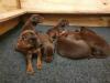 Puppies for sale Germany, Dessau Doberman