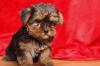 Puppies for sale Cyprus, Nicosia Yorkshire Terrier