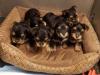 Puppies for sale Lithuania, Vilnius Yorkshire Terrier