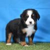 Puppies for sale Italy, Florence Bernese Mountain Dog