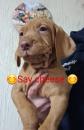 Puppies for sale Lithuania, Vilnius Hungarian pointer, vizsla