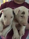 Puppies for sale Netherlands, Amsterdam Bull Terrier