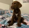 Puppies for sale Finland, Helsinki Labrador