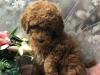 Puppies for sale Czech Republic, Brno Toy-poodle