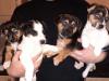 Puppies for sale Cyprus, Larnaca Jack Russell Terrier