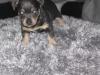 Puppies for sale Netherlands, Breda Jack Russell Terrier