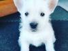 Puppies for sale Germany, Augsburg West Highland White Terrier