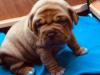Puppies for sale Malta, Valletta , Dogue De Bordeaux