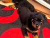 Puppies for sale Lithuania, Vilnius Rottweiler