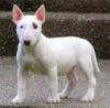 Продам щенка Finland, Kotka Bull Terrier