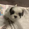 Puppies for sale Poland, Warsaw Shih Tzu