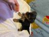 Puppies for sale Germany, Dresden Yorkshire Terrier