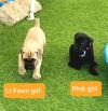 Puppies for sale Hungary, Budapest , Cane corso