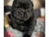 Puppies for sale Greece, Heraklion Chow Chow