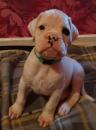 Puppies for sale Spain, Madrid Boxer