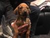 Puppies for sale Cyprus, Limassol Rhodesian Ridgeback
