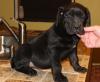 Puppies for sale Germany, Frankfurt , cane consor