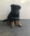 Puppies for sale Greece, Piraeus German Shepherd Dog