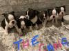 Puppies for sale Poland, Warsaw Boston Terrier