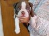 Puppies for sale Netherlands, Amsterdam Boston Terrier