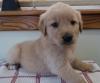 Puppies for sale Azerbaijan, Lankaran Golden Retriever