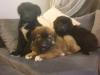 Puppies for sale Greece, Larissa Newfoundland