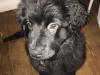 Puppies for sale Sweden, Goteborg Newfoundland