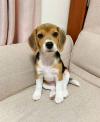 Puppies for sale Germany, Frankfurt Beagle
